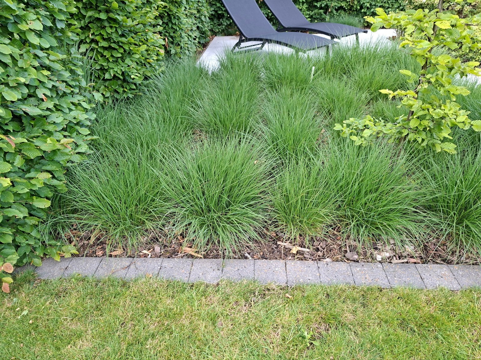 Lampenpoetsersgras 23 stuks, Tuin en Terras, Ophalen