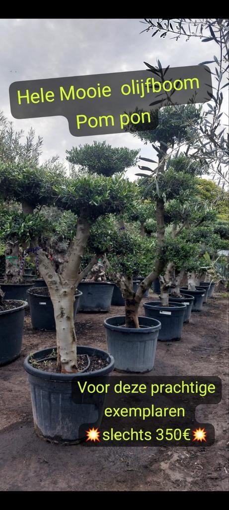 Olijfbomen pompon, Tuin en Terras, Planten | Bomen, Ophalen