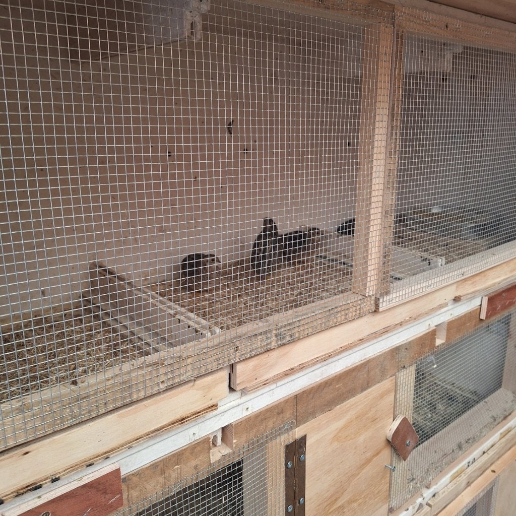 Muisvrije Kwartel kooien, Dieren en Toebehoren, Ophalen of Verzenden, Zo goed als nieuw, Hout