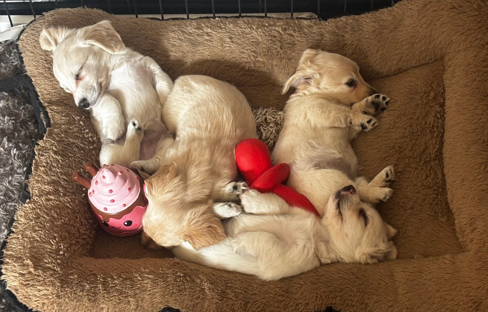 Chiots teckel blond crème à poil long, élevés à la maison !, Animaux & Accessoires, Chien (mâle), Maladie de Carré (chiens), Belgique