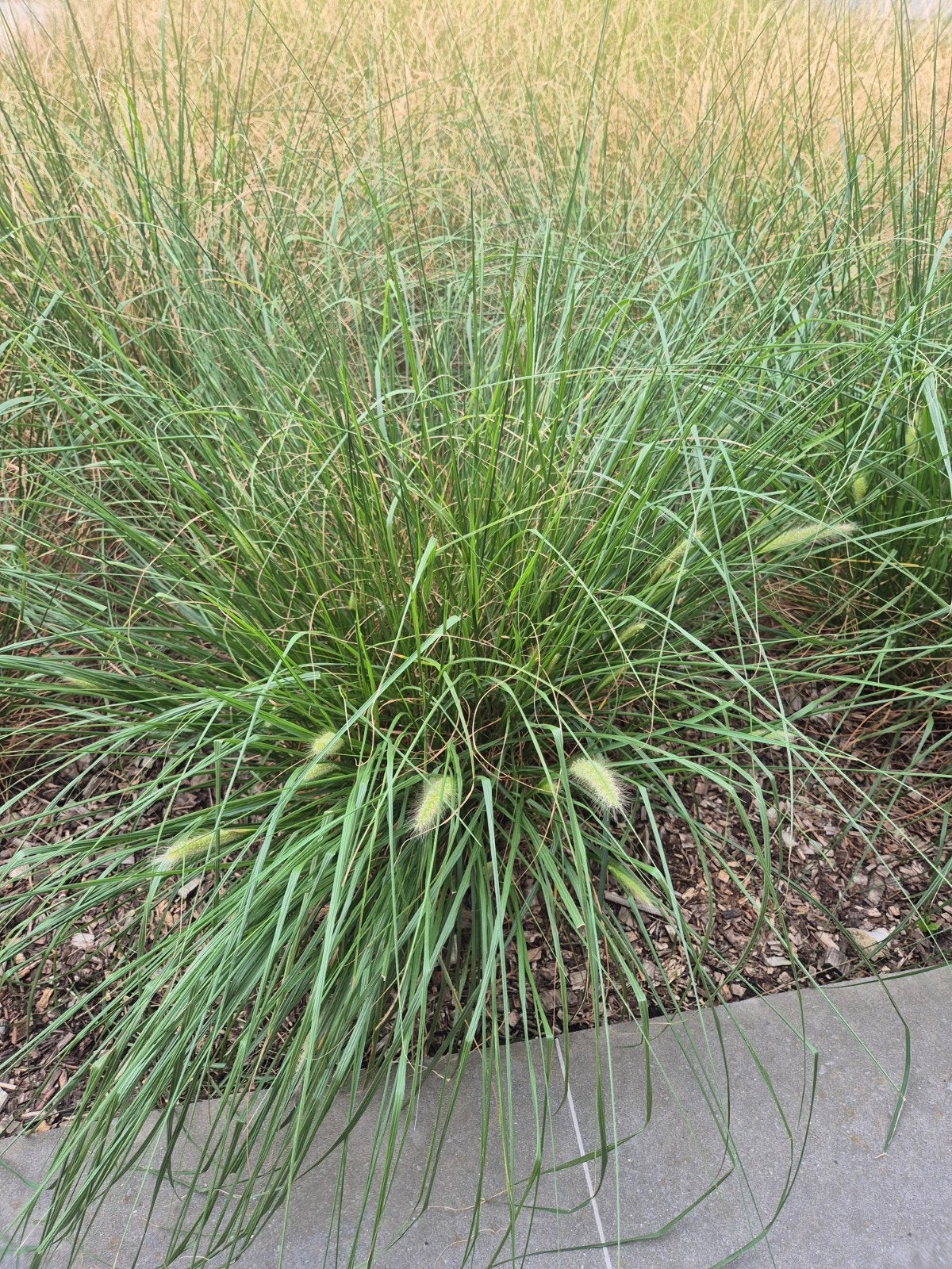 Siergras (+- 50 stuks), Tuin en Terras, Planten | Tuinplanten, Ophalen