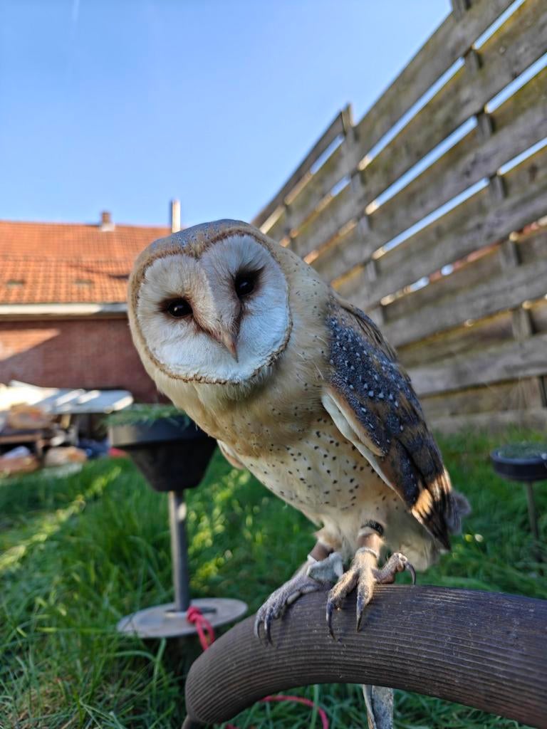 1 kerkuiltje te koop, Dieren en Toebehoren, Vogels | Overige Vogels, Geslacht onbekend, Roofvogel, Geringd