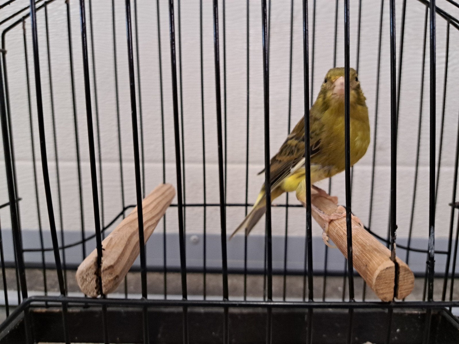 timbrado kanarie