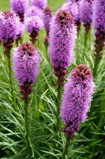 Liatris Kobold, Ophalen, Halfschaduw