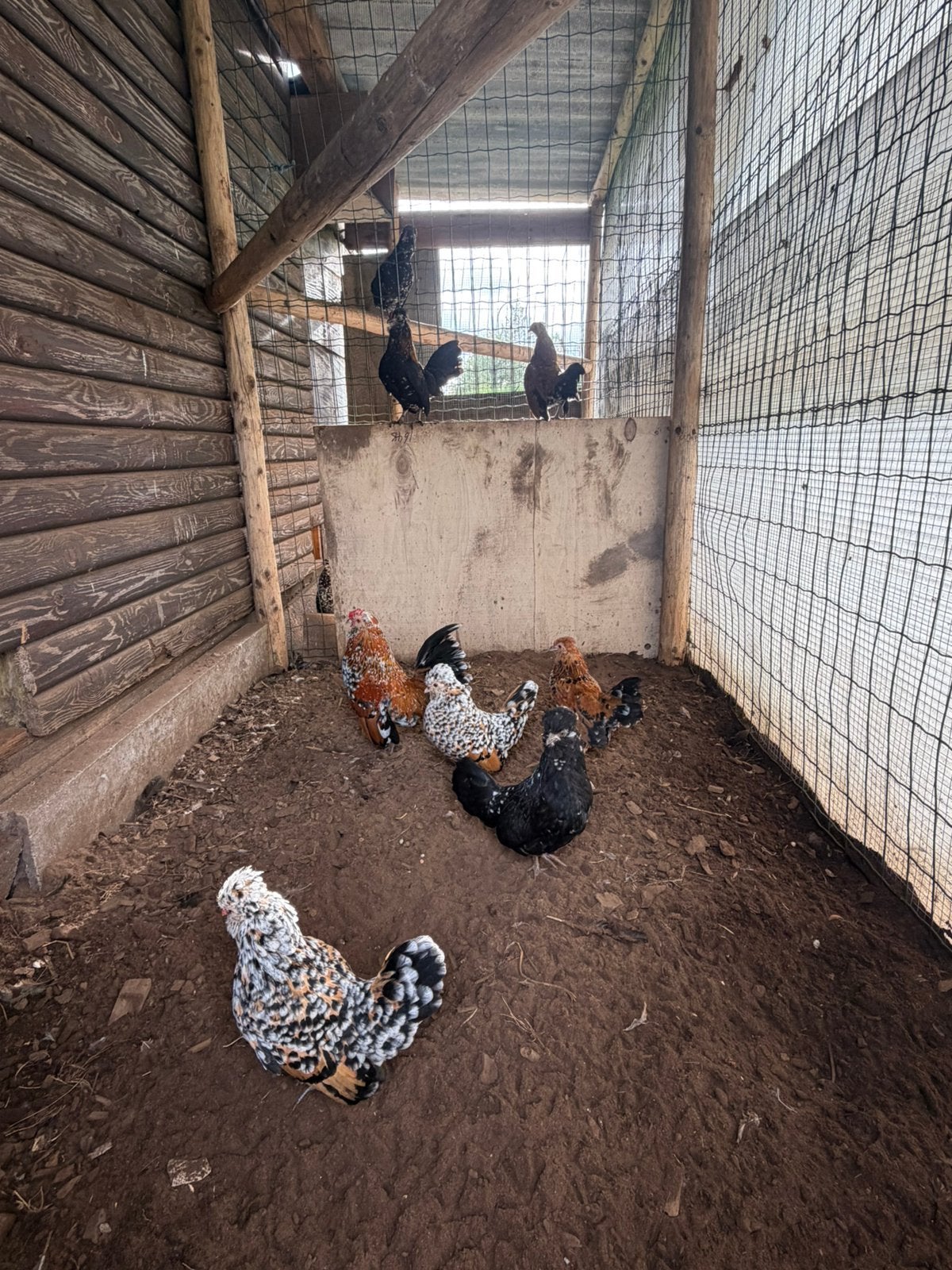 Baardkriellen, Poule ou poulet