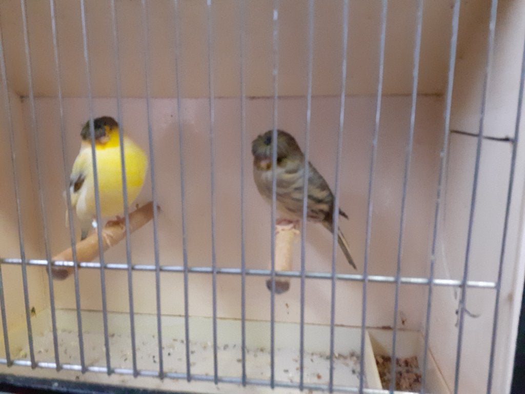 Canaries