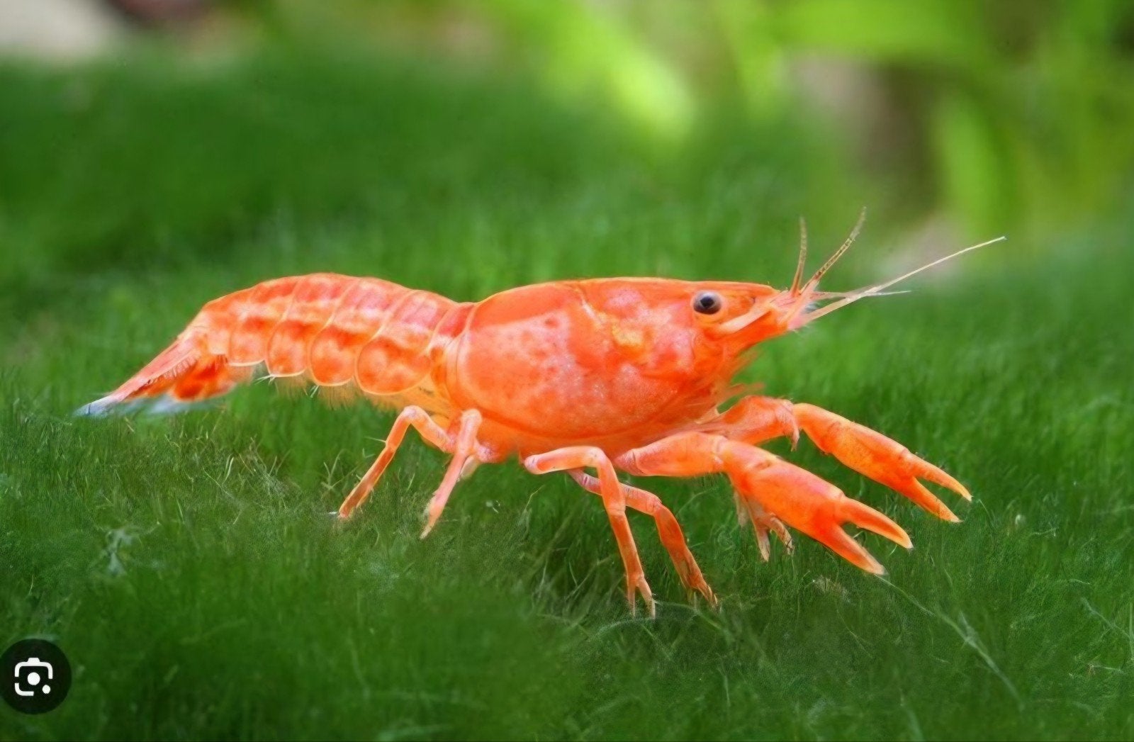 Kreeftjes, Dieren en Toebehoren, Vissen | Aquariumvissen, Kreeft, Krab of Garnaal, Zoetwatervis