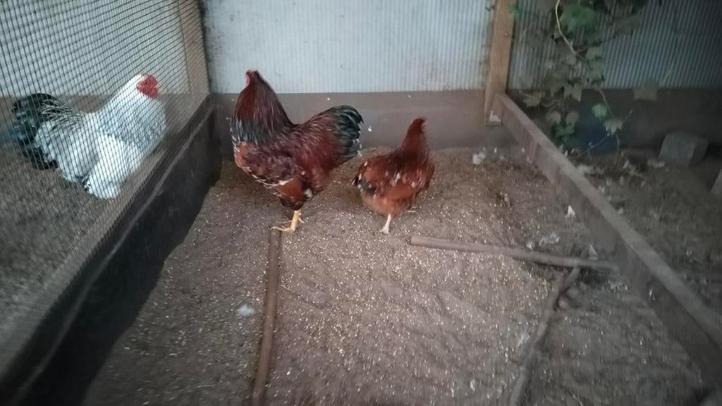 Broedeieren wyandotte krielen