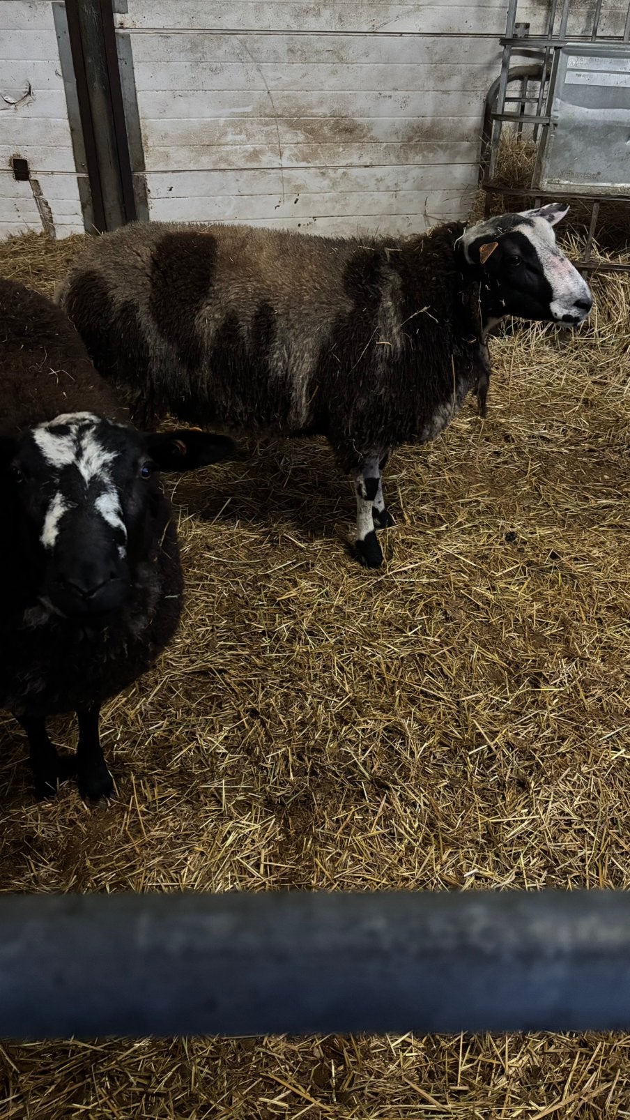 3 baggerbonte bokken, Dieren en Toebehoren, Mannelijk, Schaap, 0 tot 2 jaar