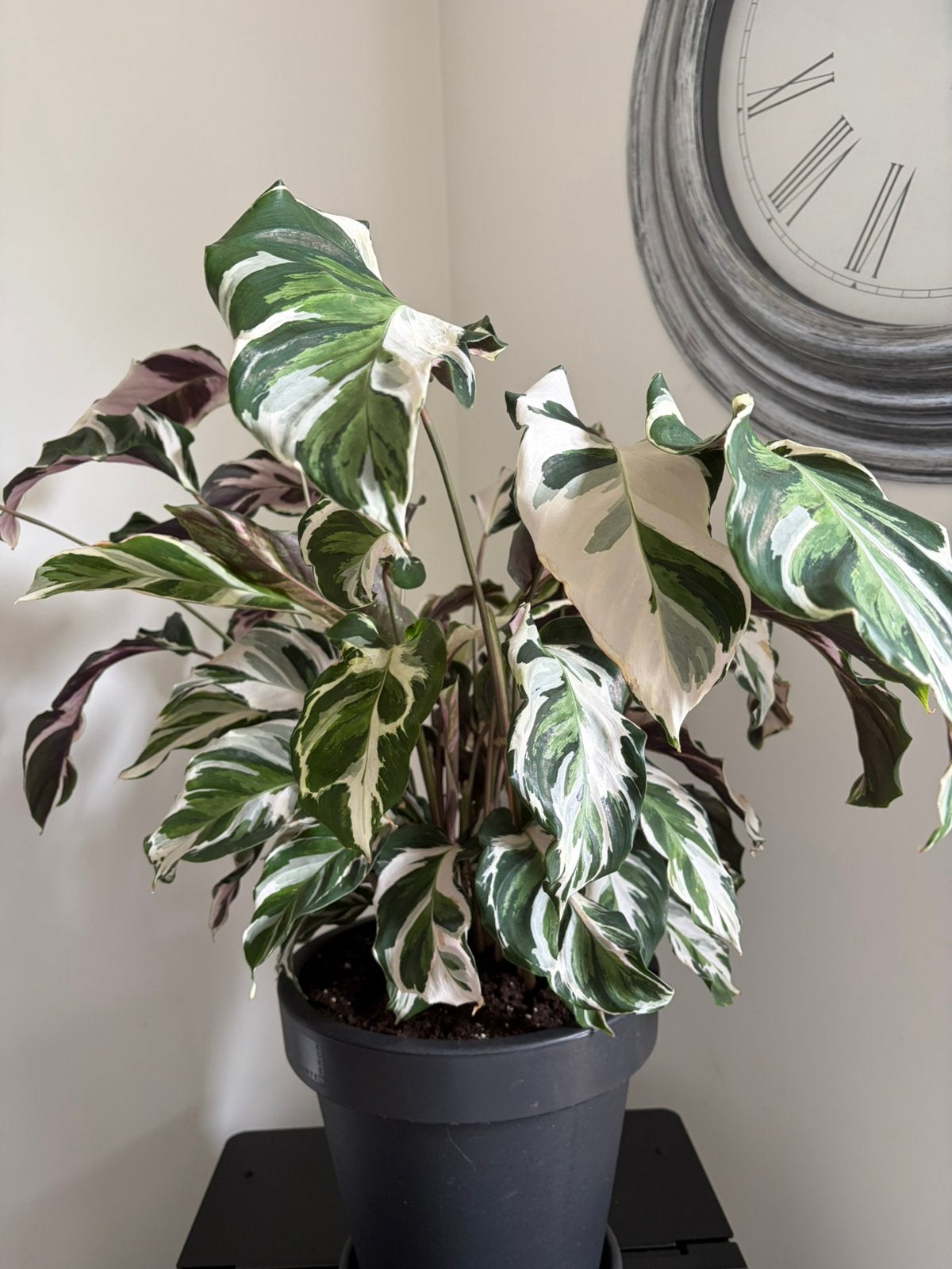 Kamerplant Calathea white fushion, Maison & Meubles, Plantes d'intérieur, Enlèvement