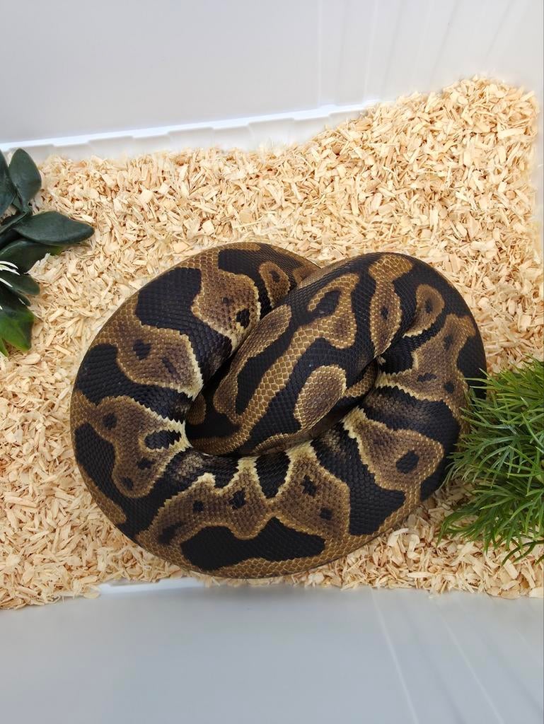 Python-baby leopard vrouwtje, Dieren en Toebehoren, Reptielen en Amfibieën, Slang, 0 tot 2 jaar, Tam