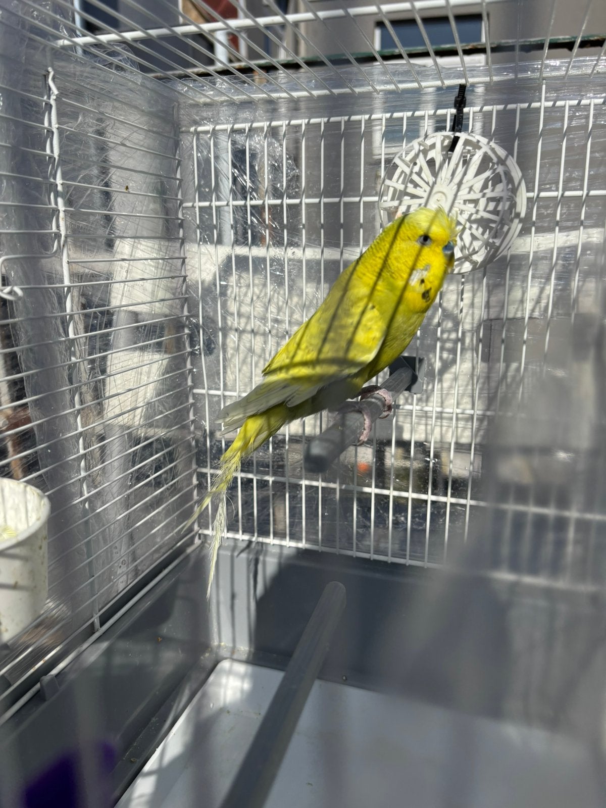 Mâle perruche  15€, Animaux & Accessoires, Mâle, Perruche