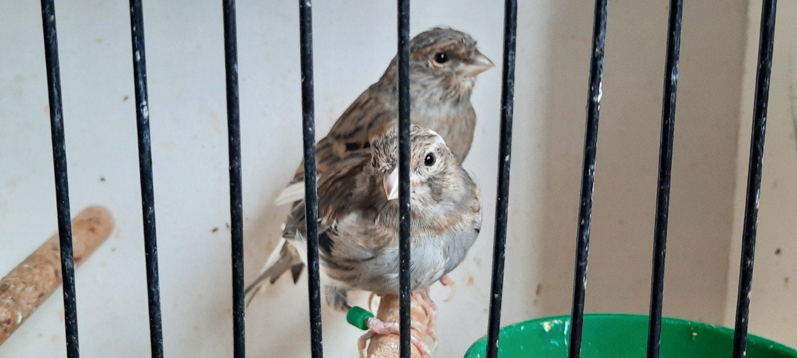 kanarie, Dieren en Toebehoren, Vogels | Kanaries, Meerdere dieren, Kleurkanarie