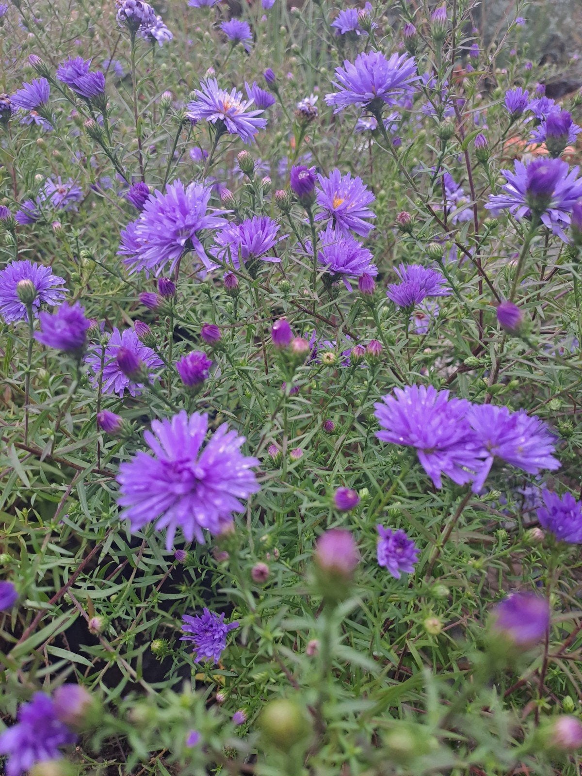 Aster Lady in Blue, Ophalen