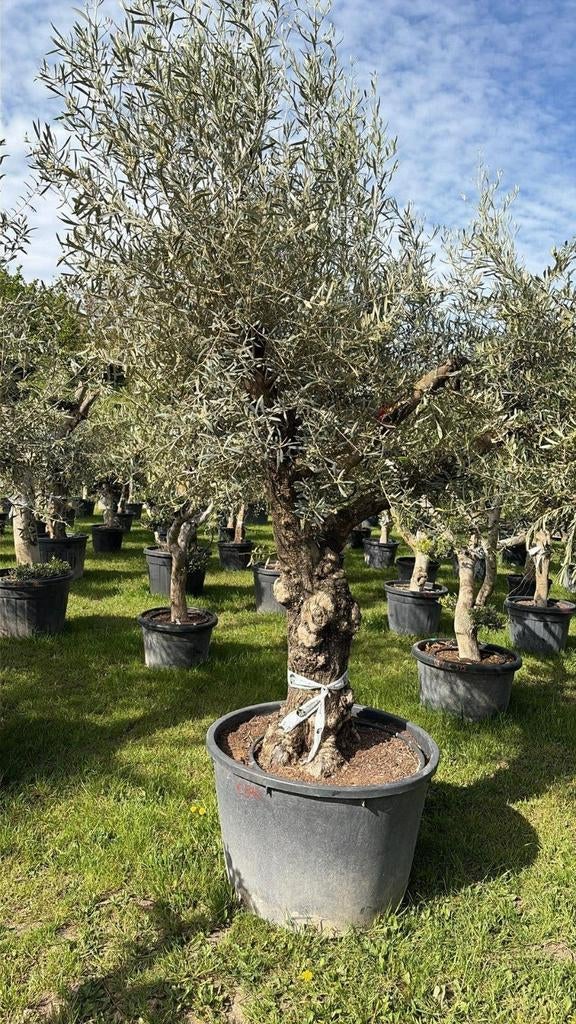 ‼️prachtige olijfbomen olea europaea aan promoprijzen ‼️, Tuin en Terras, Ophalen