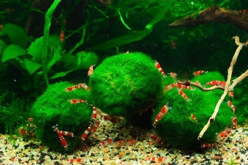 mosballen te koop – Ideaal voor garnalen en aquarium!, Dieren en Toebehoren, Vissen | Aquariumvissen