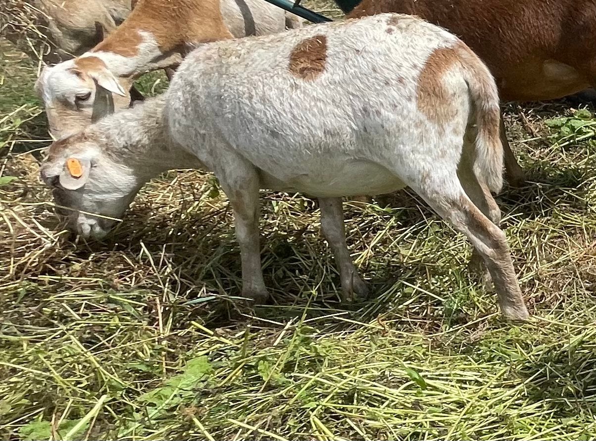Kameroenschaap ooi 2026, Dieren en Toebehoren, Vrouwelijk, Schaap, 0 tot 2 jaar