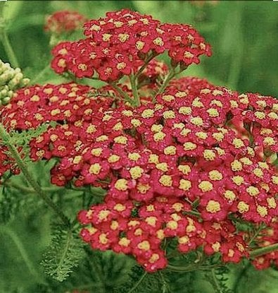 Achillea  of Duizendblad 'Paprika', Ophalen, Vaste plant, Volle zon