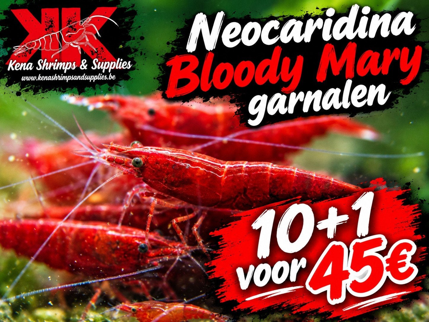 Neocaridina Bloody Mary garnalen