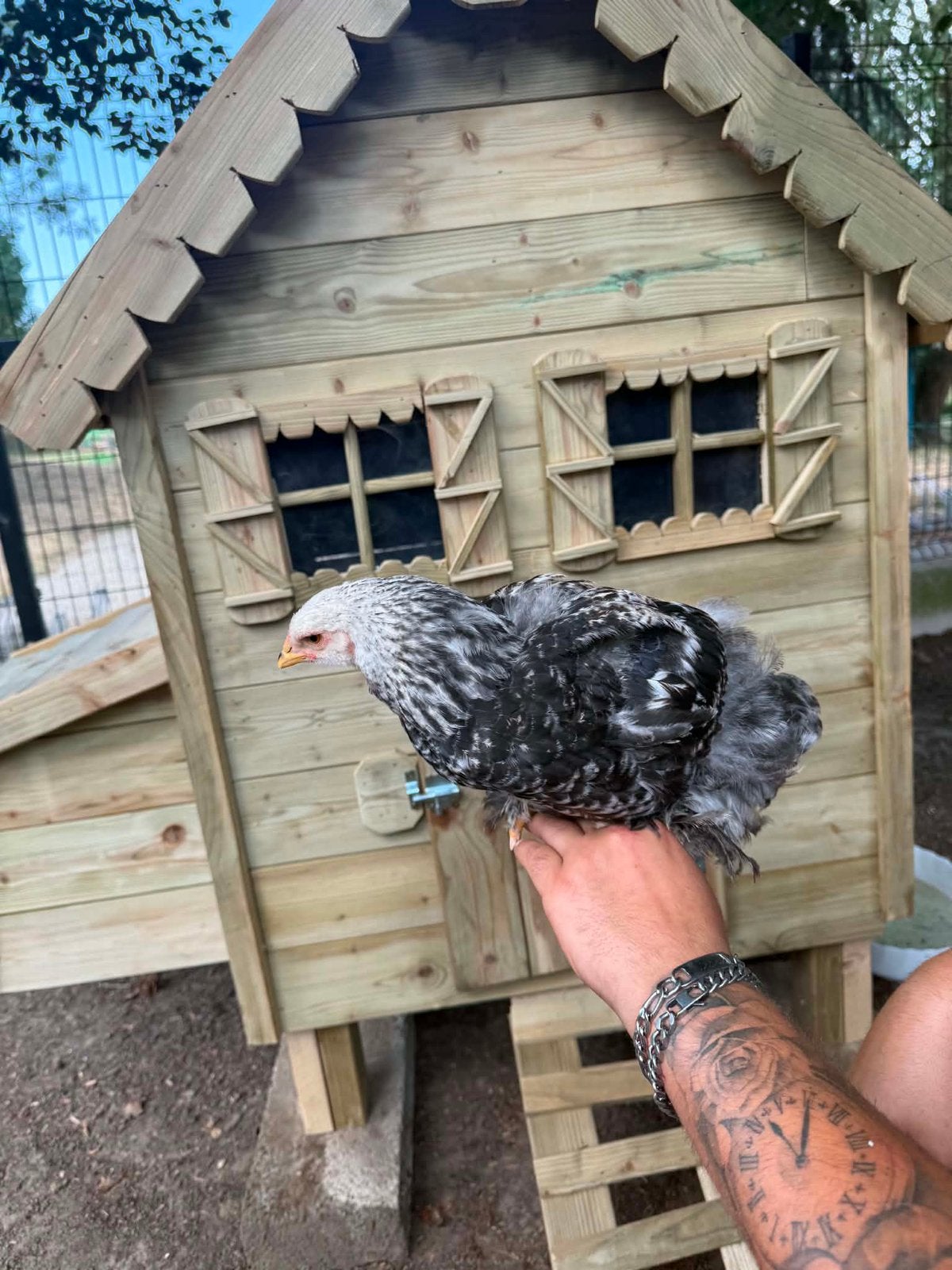 Brahma haantjes te koop, Dieren en Toebehoren, Pluimvee, Mannelijk, Kip