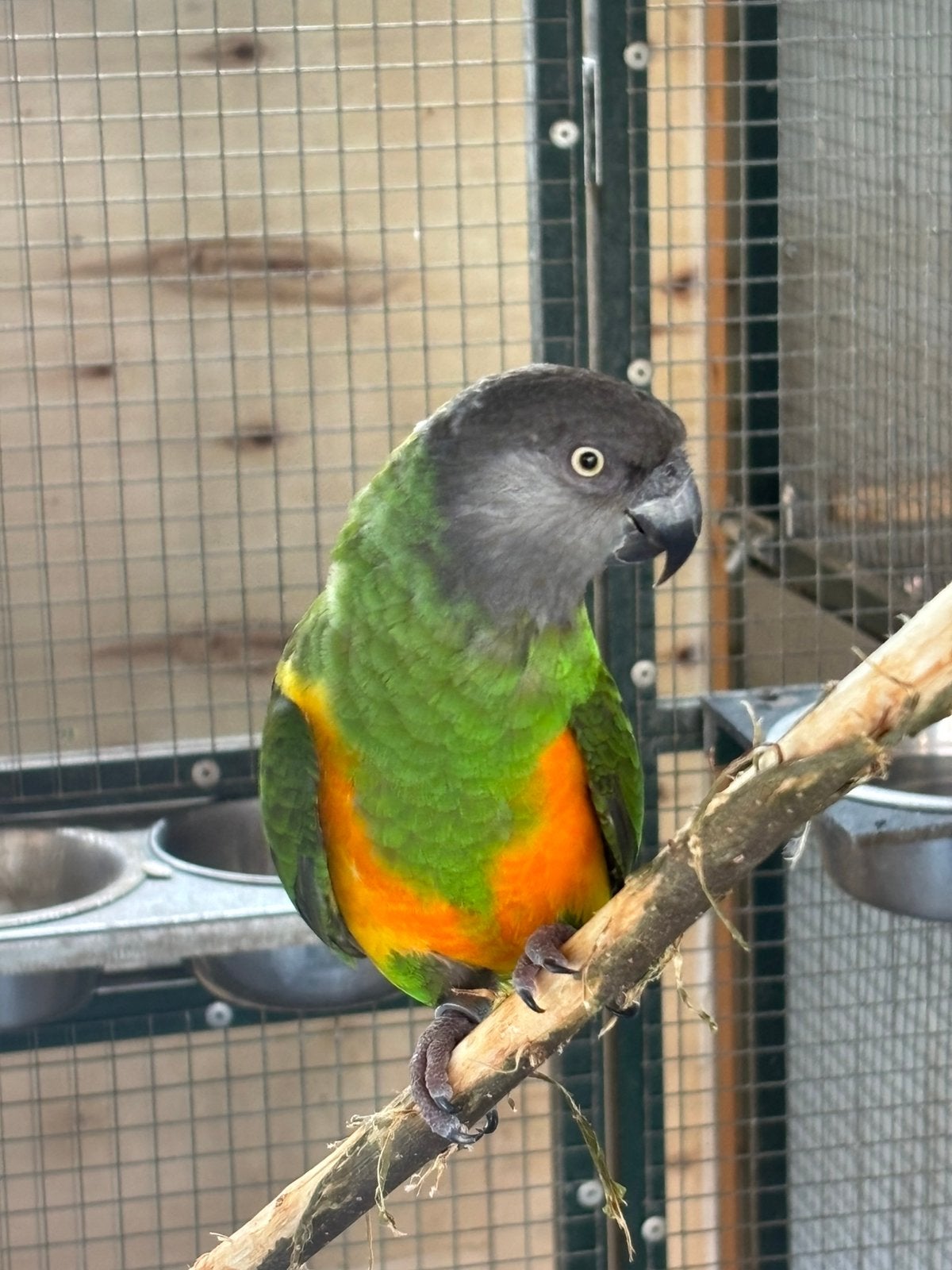 Koppel meyer x bonte boer, Dieren en Toebehoren, Vogels | Parkieten en Papegaaien, Meerdere dieren, Papegaai, Geringd