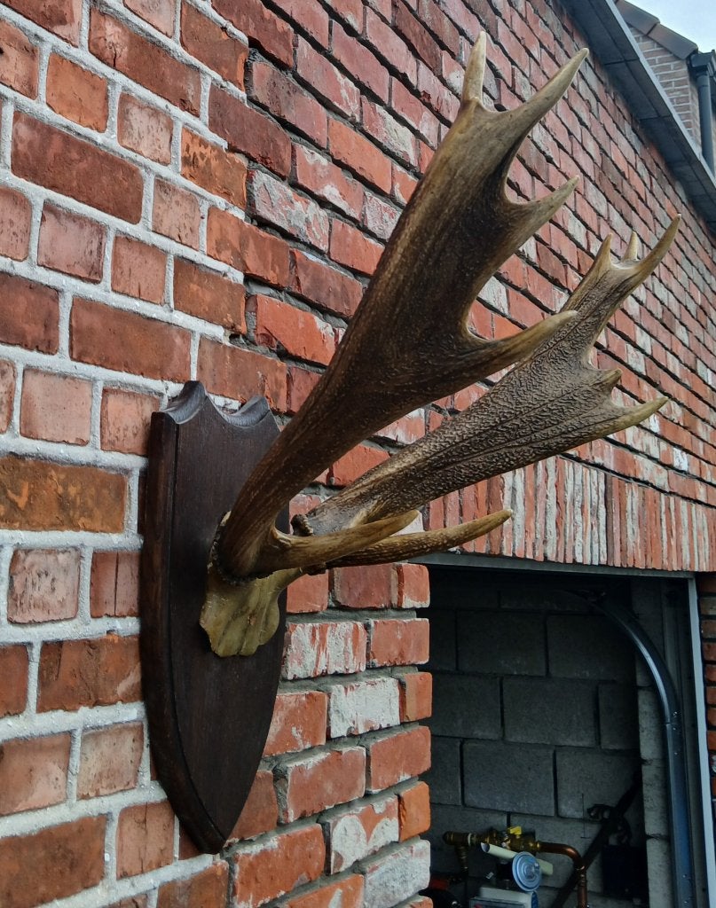 Damhert gewei, Antiek en Kunst, Ophalen