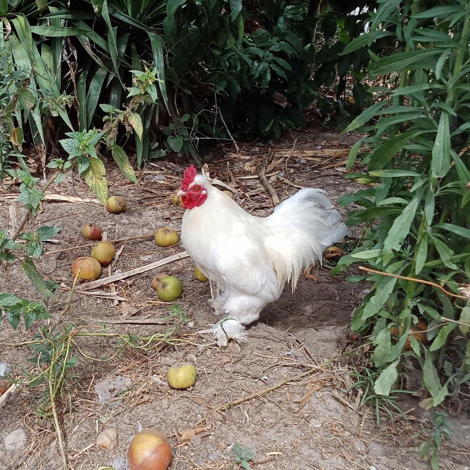 witte haan, Dieren en Toebehoren, Pluimvee, Mannelijk, Kip
