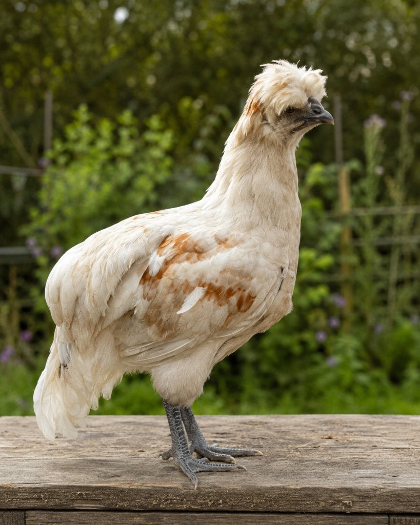 Araucana X zijdehoen Haan, Dieren en Toebehoren, Pluimvee, Mannelijk, Kip
