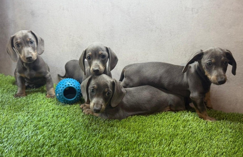 Dwerg Teckel / Dachshund pups, Dieren en Toebehoren, Honden | Teckels en Dashonden, Parvo, België, Fokker | Hobbymatig, 8 tot 15 weken