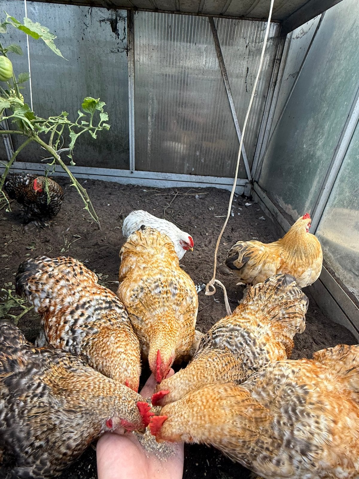 Cochin hanen, Mâle, Poule ou poulet