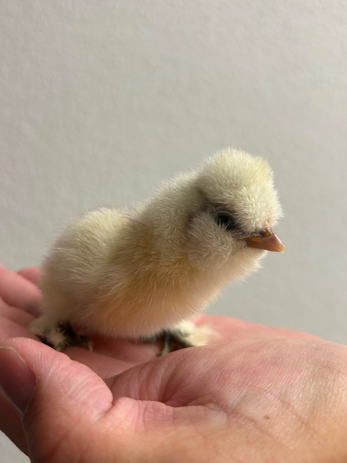 Kuikens zijdehoen usa, Geslacht onbekend, Kip