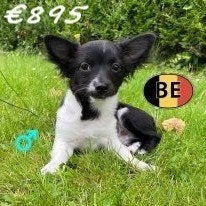 Kruising Chihuahua pup (reutje) te koop, België, 15 weken tot 1 jaar, CDV (hondenziekte), Eén hond