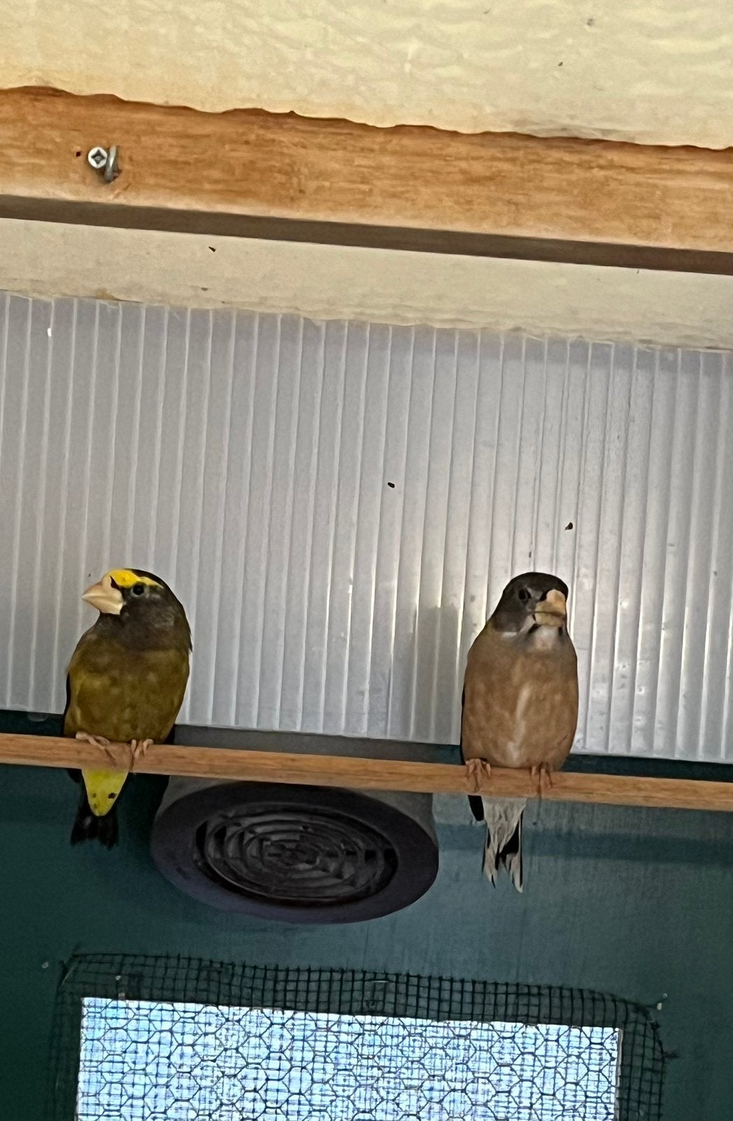 AvondKernbijter pop mag verhuizen, Dieren en Toebehoren, Vrouwelijk, Wildzangvogel, Geringd