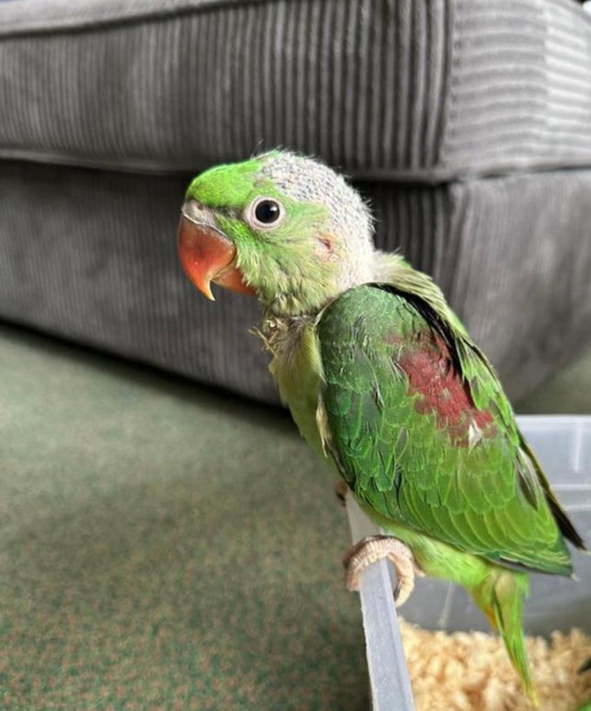 Alexanderparkiet, Animaux & Accessoires, Oiseaux | Perruches & Perroquets, Perruche, Domestique