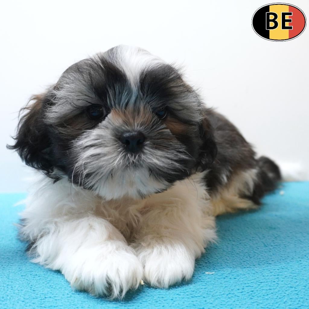 Lhasa Apso - Belgische pups te koop, Parvo, België, 8 tot 15 weken, Meerdere