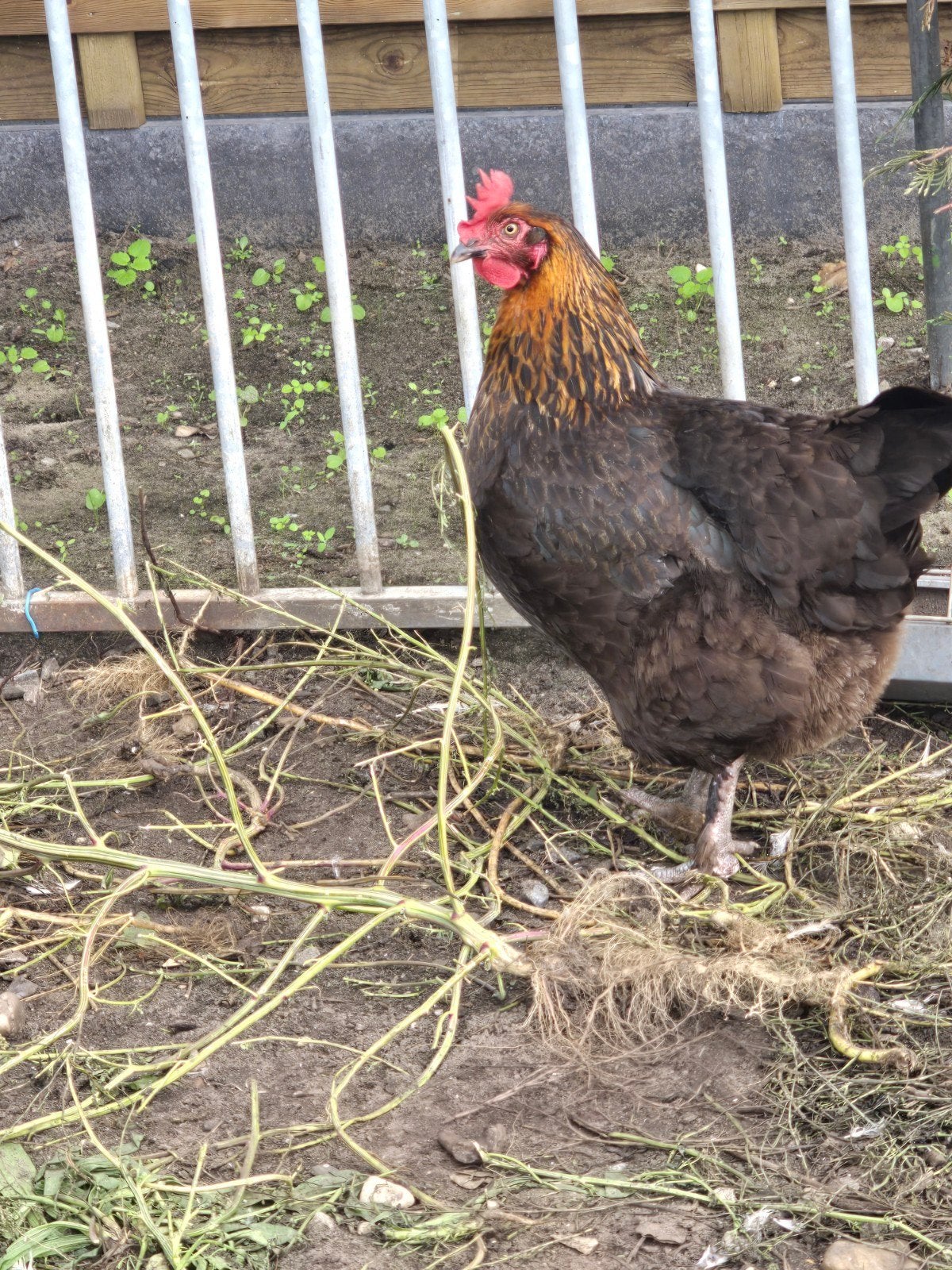 2  kippen te koop

15 maanden oud en in goede gez, Dieren en Toebehoren