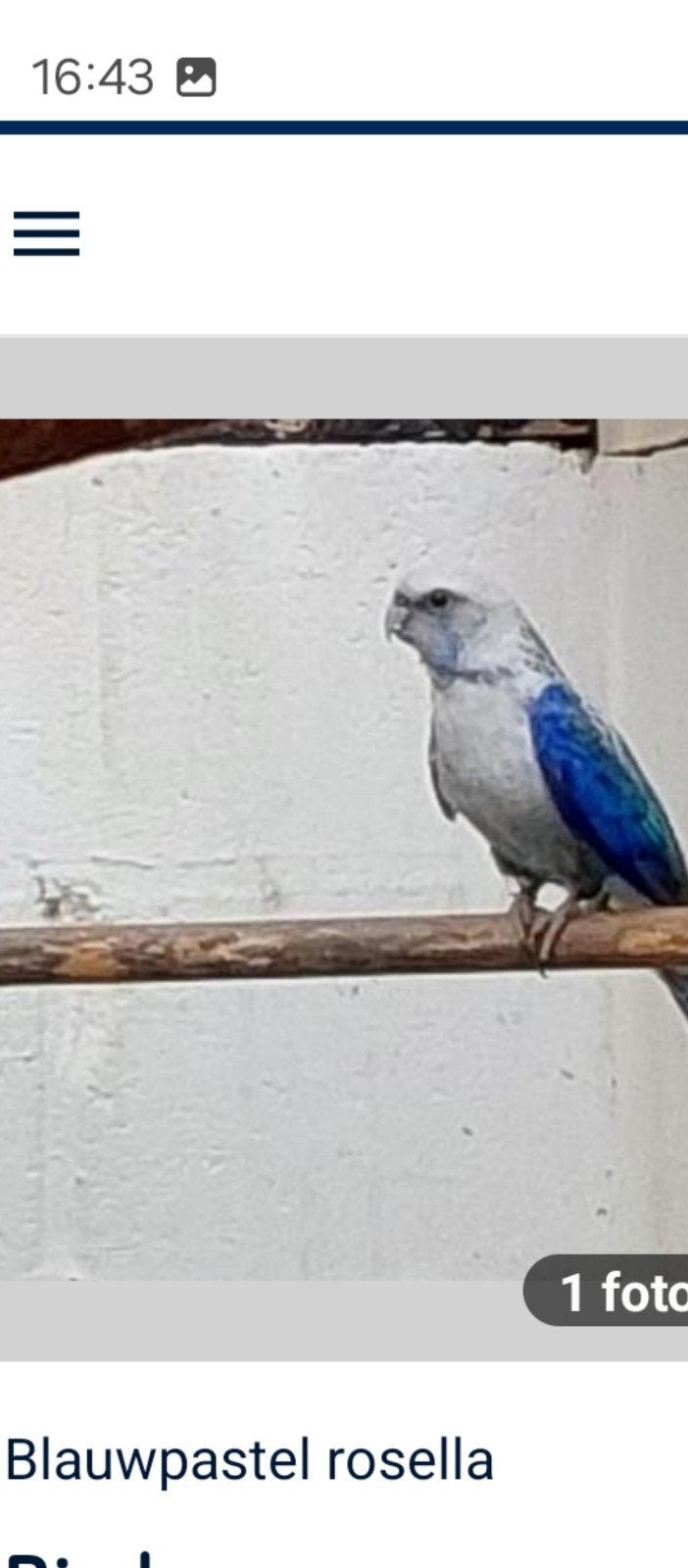 mooi koppel rosella's
Enkel als koppel
blauwe man van 2023
W