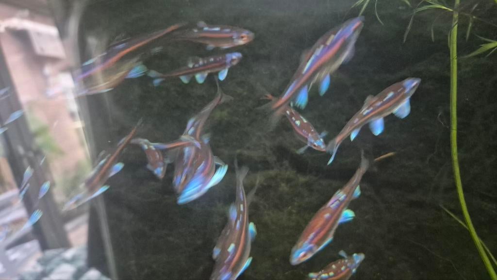 Rainbow Elrits (Notropis chrosomus) — Éclats arc-en-ciel à v