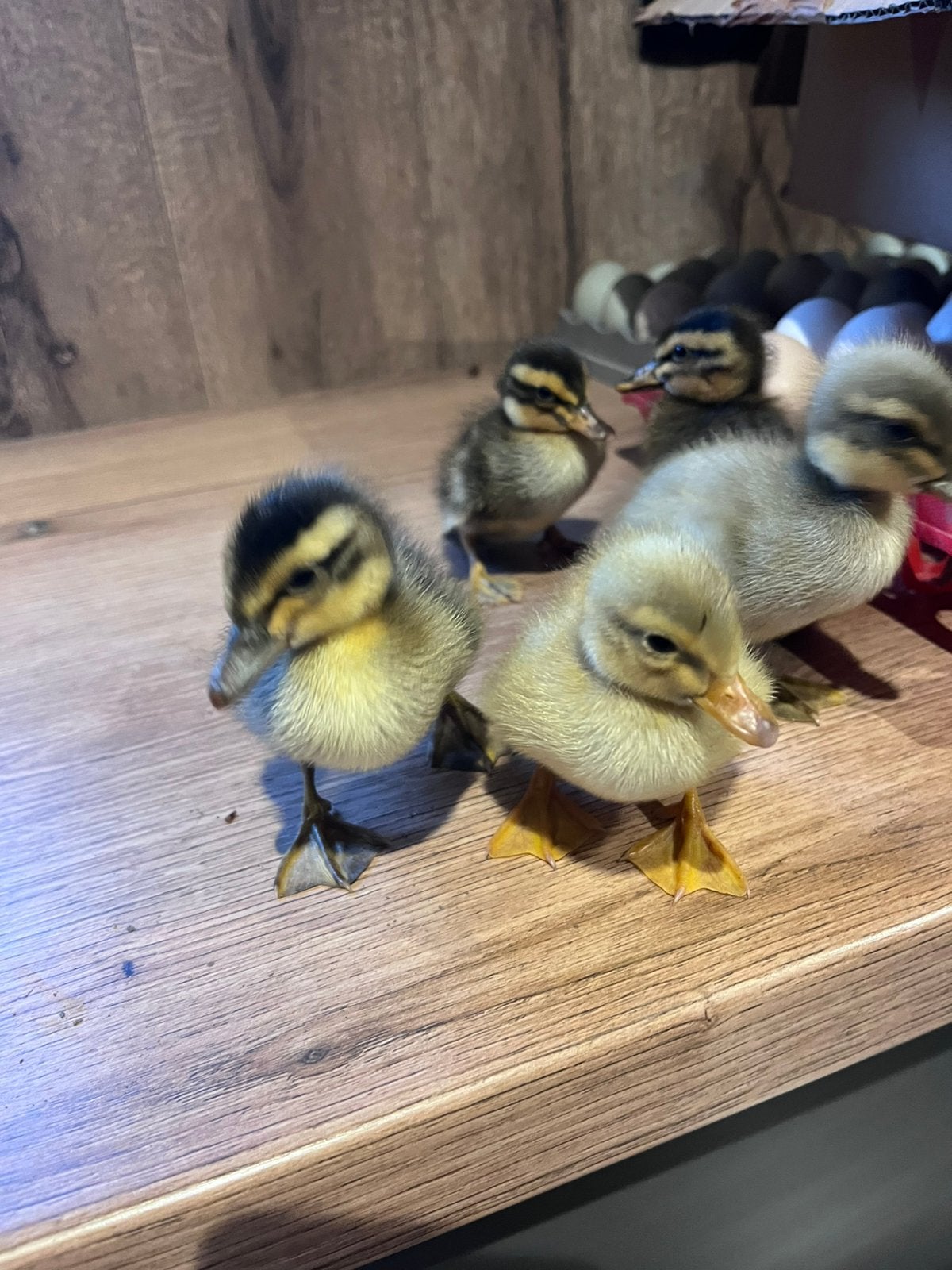 Pluimvee, Dieren en Toebehoren