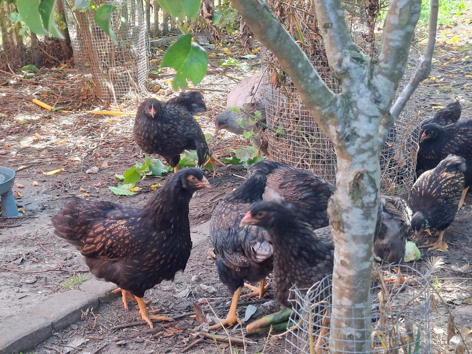 Barnevelder jonge hennen, Plusieurs animaux, Poule ou poulet