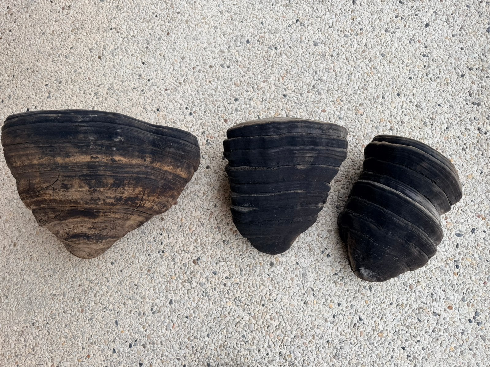 3x Antieke Tonderzwam Wandconsole Set - XXL Boomzwam, Tuin en Terras, Ophalen of Verzenden, Zo goed als nieuw