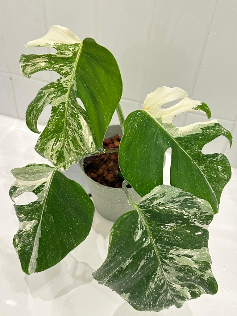 Monstera Variegata/variegated Albo indoor plants, Tuin en Terras, Planten | Tuinplanten, Ophalen