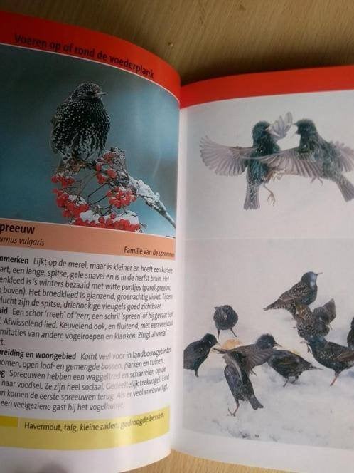 boek: vogels observeren bij de voederplaats/Detlef Singer, Enlèvement ou Envoi, Comme neuf, Oiseaux