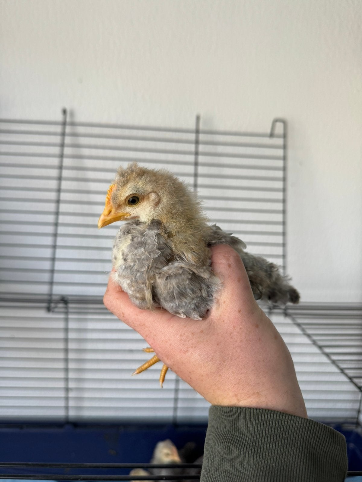 Haantjes gratis, Dieren en Toebehoren