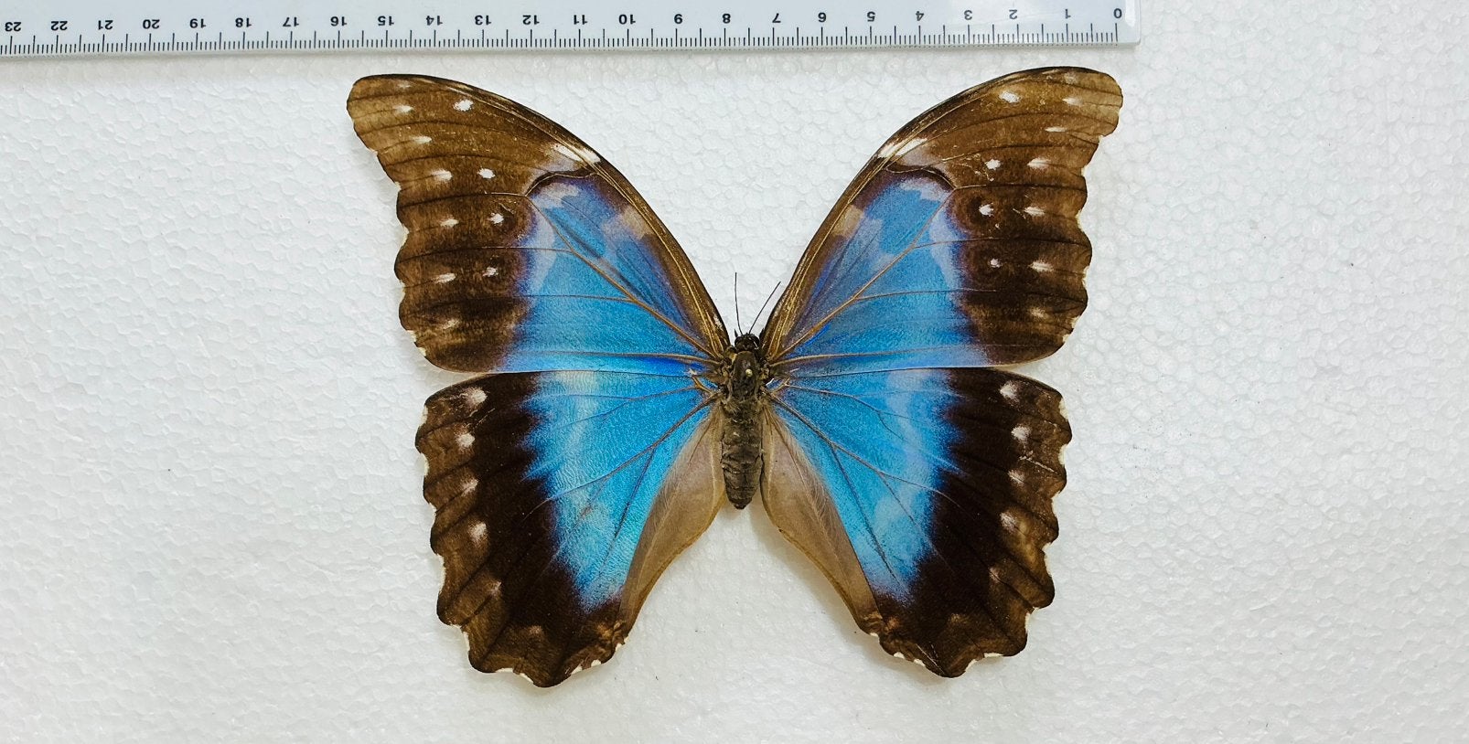 Zeer mooie vrouwelijke MORPHO didius, Collections, Collections Animaux, Comme neuf, Enlèvement