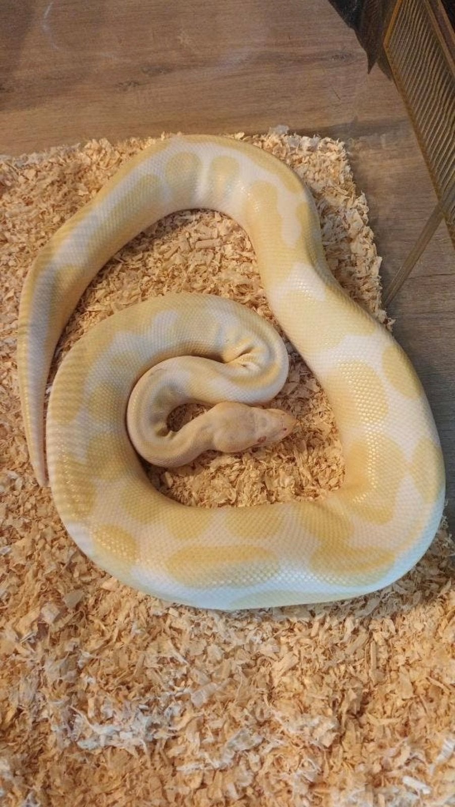 Ball Python 1.0 Albino Ball Python - male for sale from nephtys
