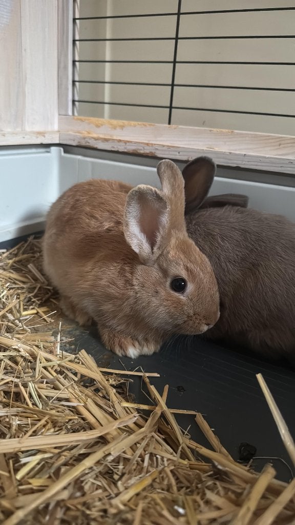 Konijnen, Dieren en Toebehoren, Konijnen, Vrouwelijk, Klein, 0 tot 2 jaar