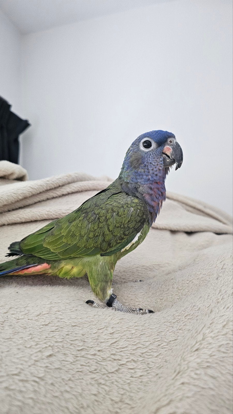 pionus menstruus, Dieren en Toebehoren, Vogels | Parkieten en Papegaaien, Vrouwelijk, Papegaai, Tam