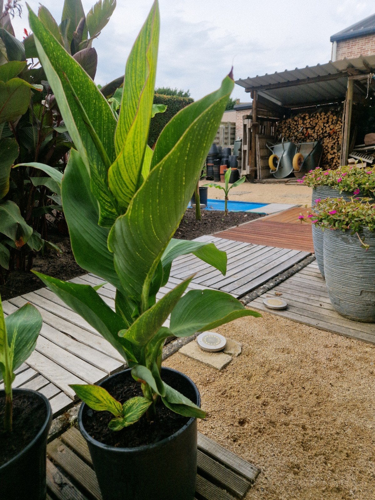 Canna Pretoria, Ophalen