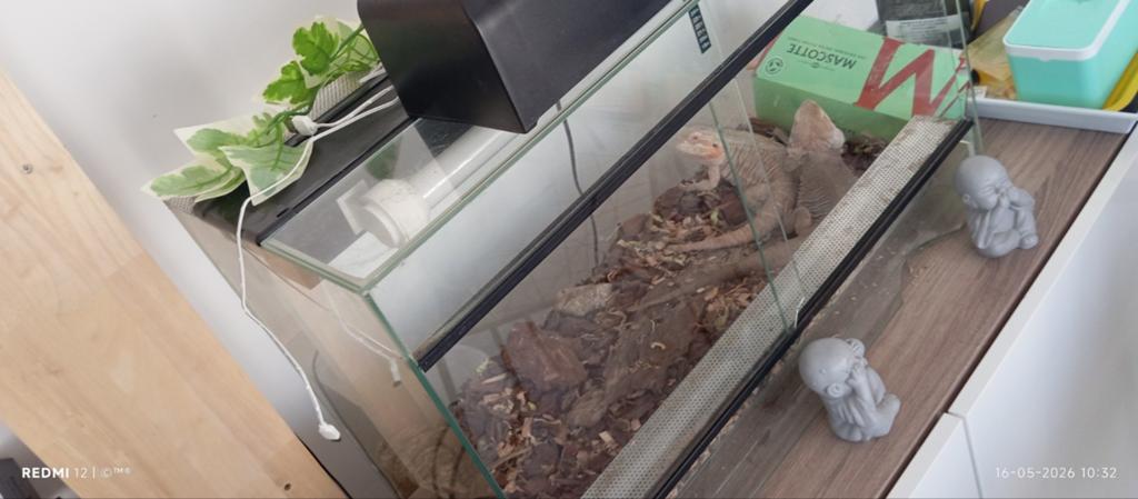 Les cheveux barbus ont vite disparu, Animaux & Accessoires, Reptiles & Amphibiens | Accessoires, Enlèvement